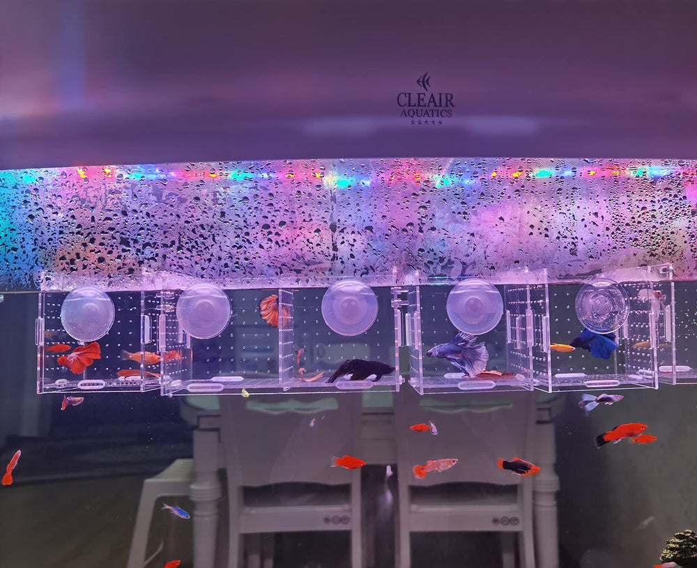 AWXZOM comparaison taille, dimensions compactes adaptées aux nano‑bacs