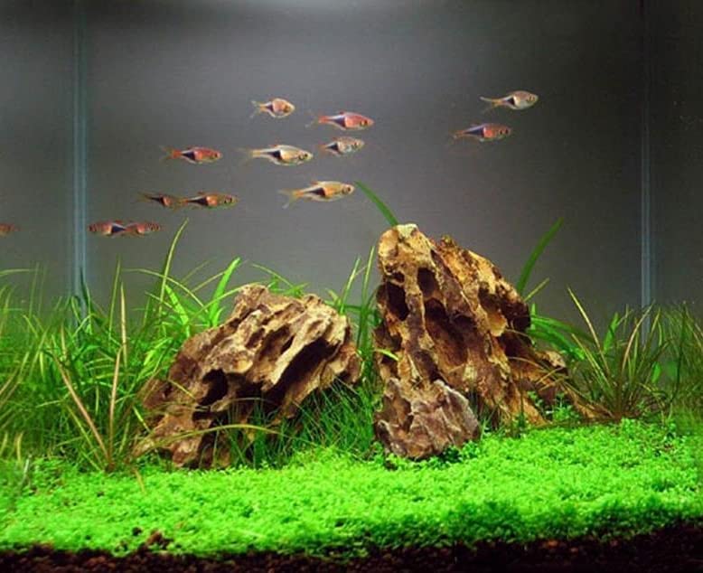 AWXZOM pierre dragon avec crevettes illustrant abri sûr et naturel