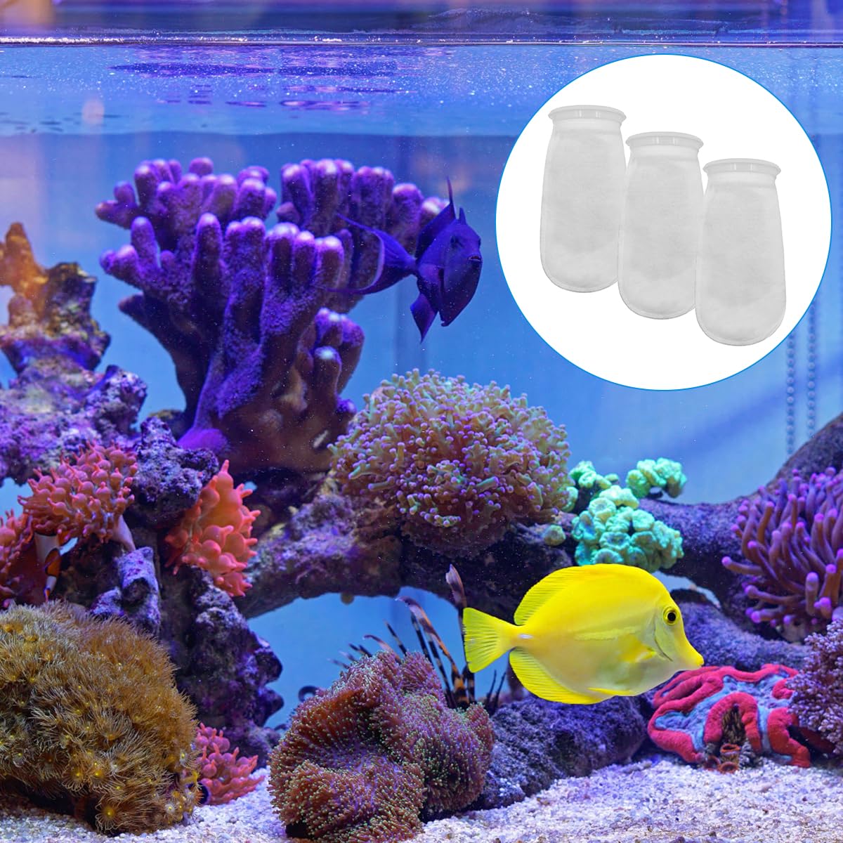 AYWFEY dans un aquarium illustrant eau plus claire et protection équipements