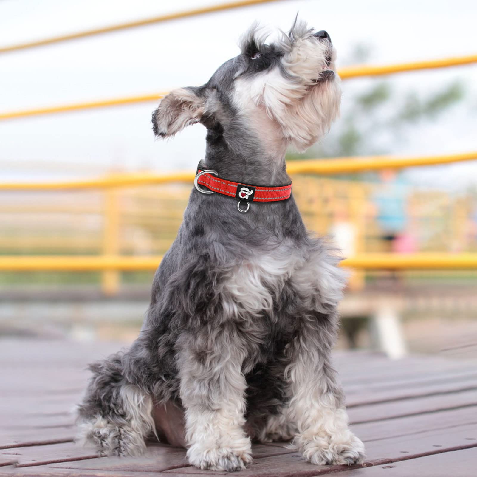 azuza collier porté par chiot confort et visibilité en balade