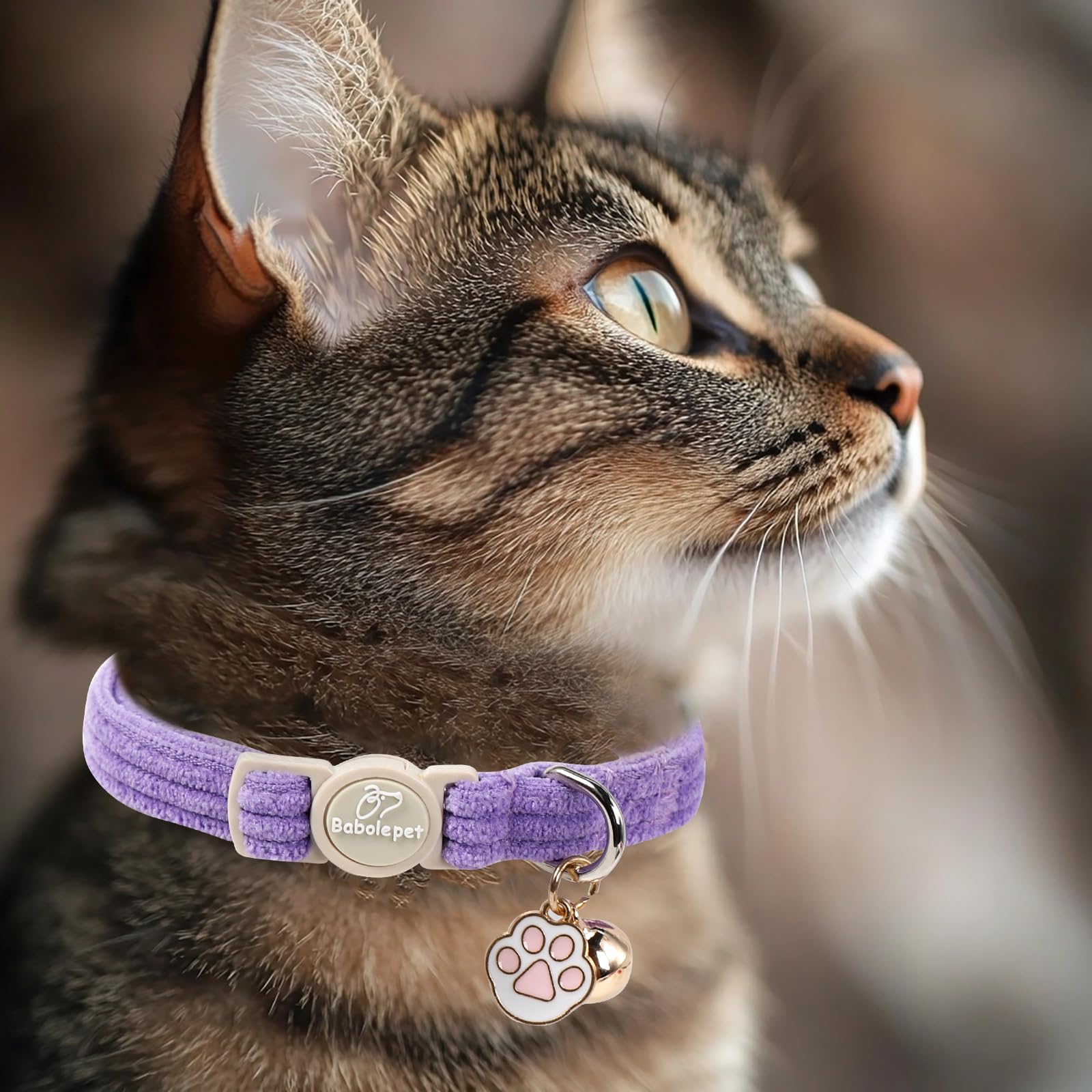 Babole Pet collier à côté d'une règle montrant l'échelle et l'ajustement