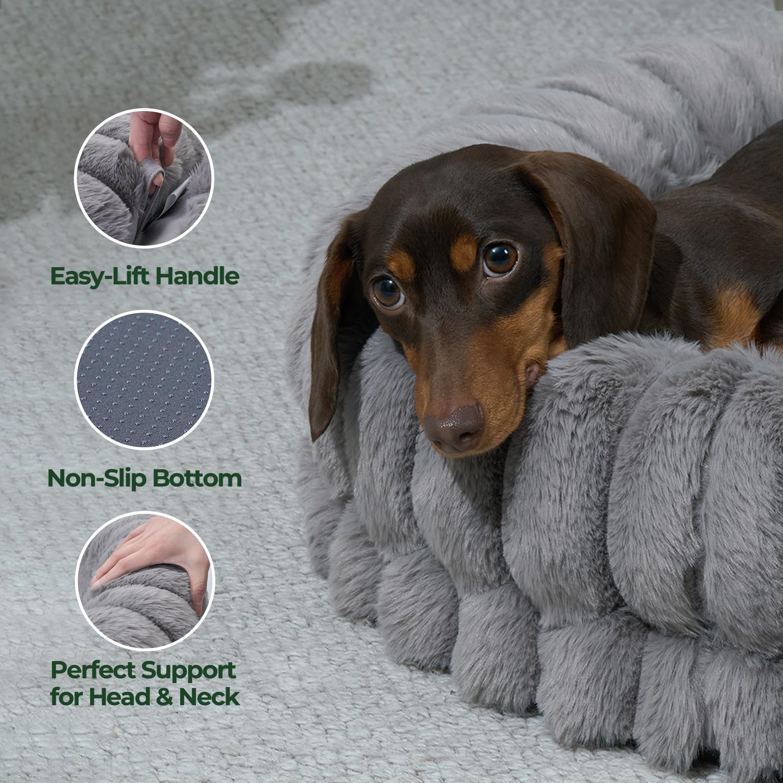 BALANCE comparaison taille avec règle montrant adaptation pour chiens moyens
