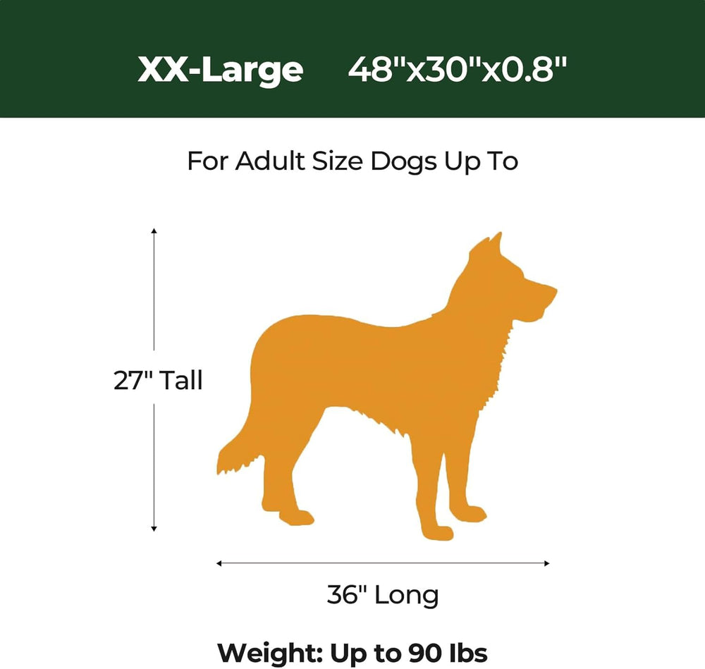 BALANCE grand chien couché sur le tapis montrant soutien et confort