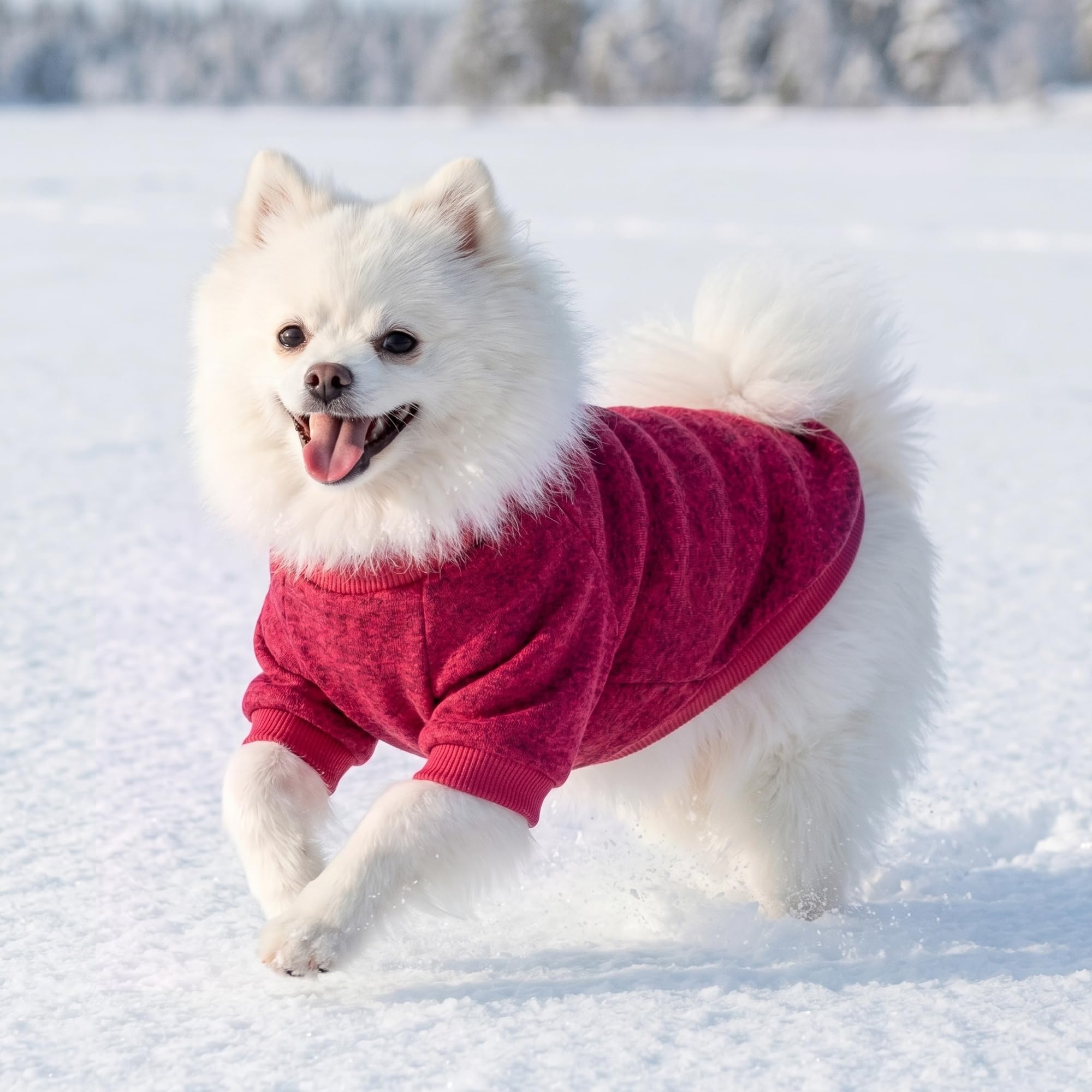 BAOBICUTE chiot en balade portant pull pour chaleur extérieure