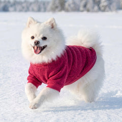 BAOBICUTE chiot en balade portant pull pour chaleur extérieure