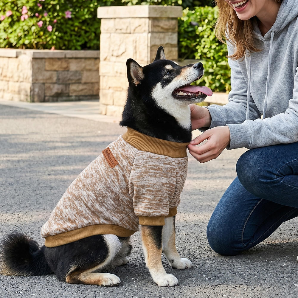BAOBICUTE chat relax sur canapé avec pull, chaleur et confort intérieur