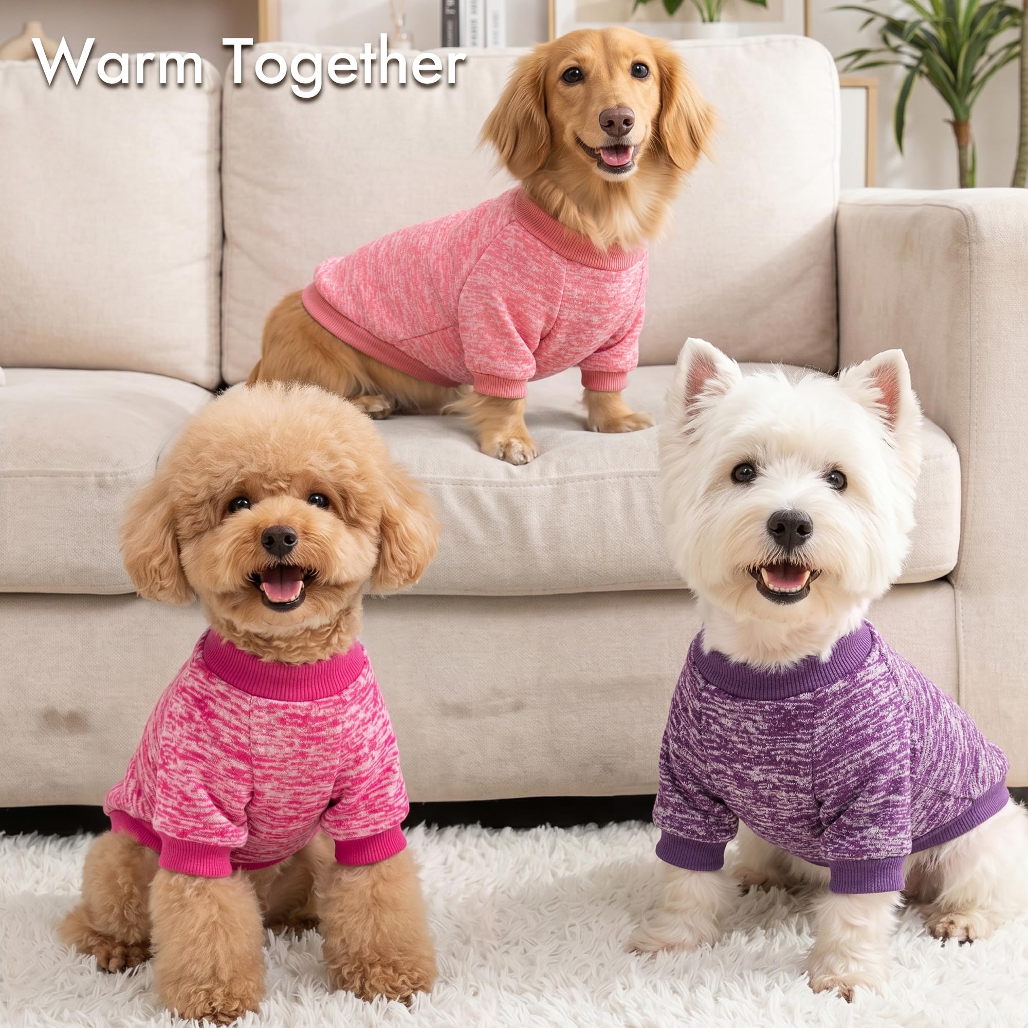 BAOBICUTE pull en action sur chien en promenade