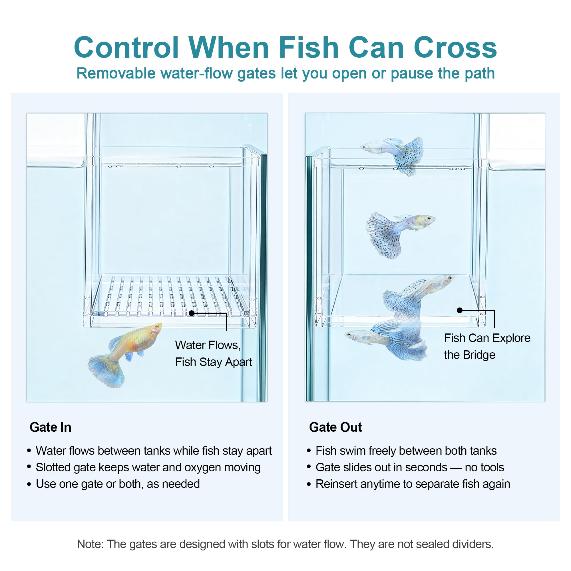 BaoZqua pont en usage entre deux aquariums montrant poissons traversant