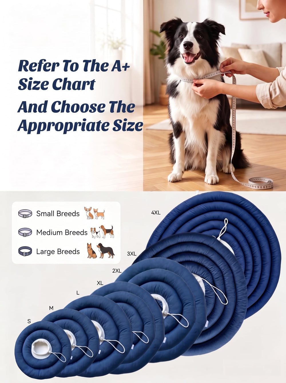 BARDIMIES chien jouant et dormant paisiblement avec le collier