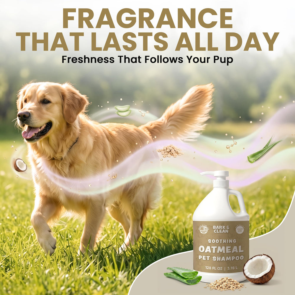 Bark & Clean ambiance salle de toilettage usage professionnel