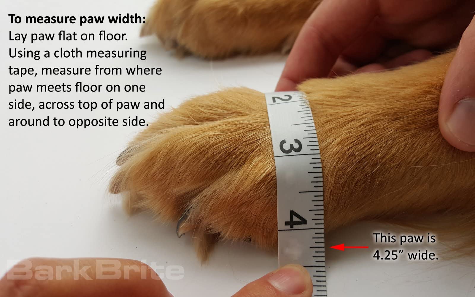 Bark Brite règle de mesure près d'une patte, ajustement précis