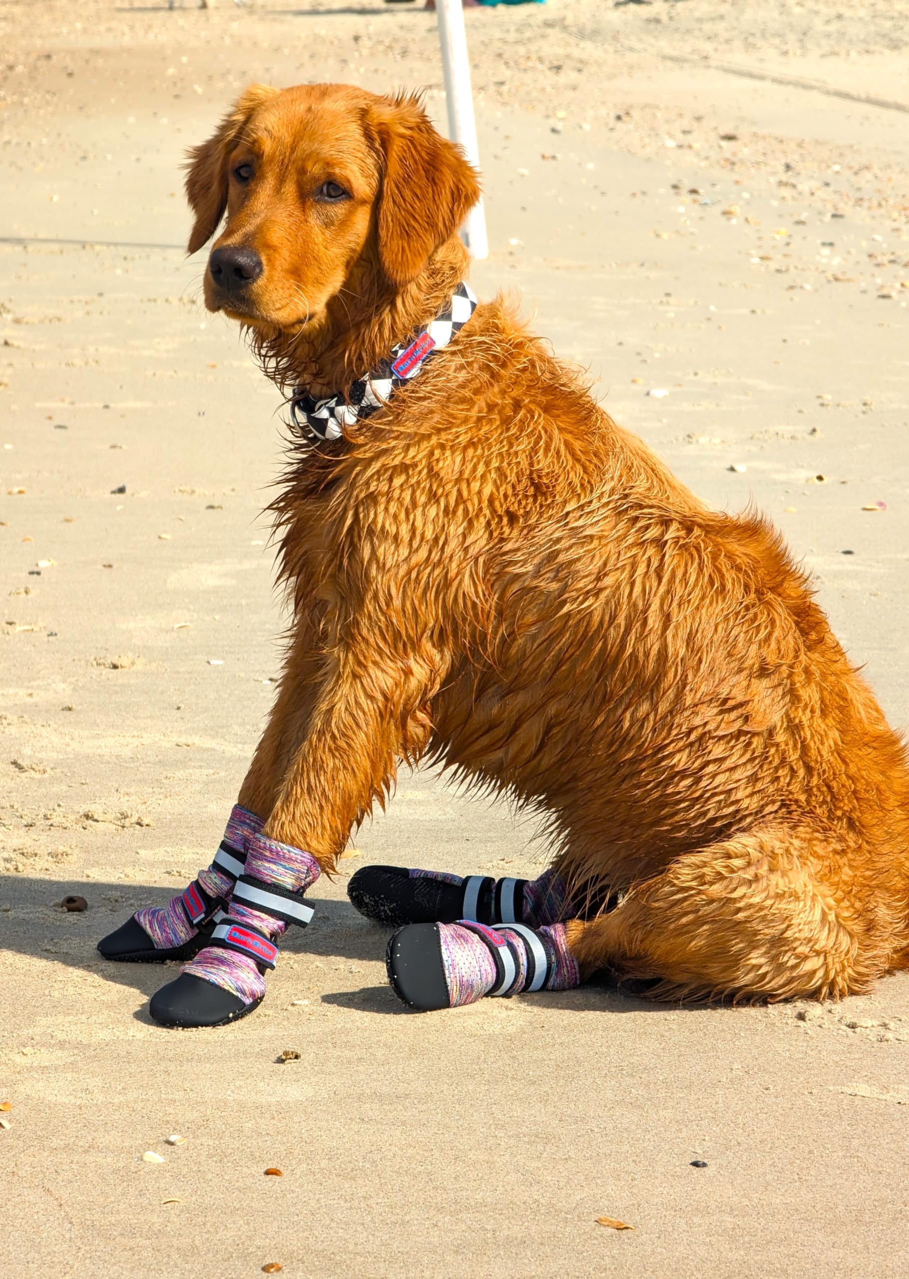 Bark Brite chien en promenade urbaine, protection et style