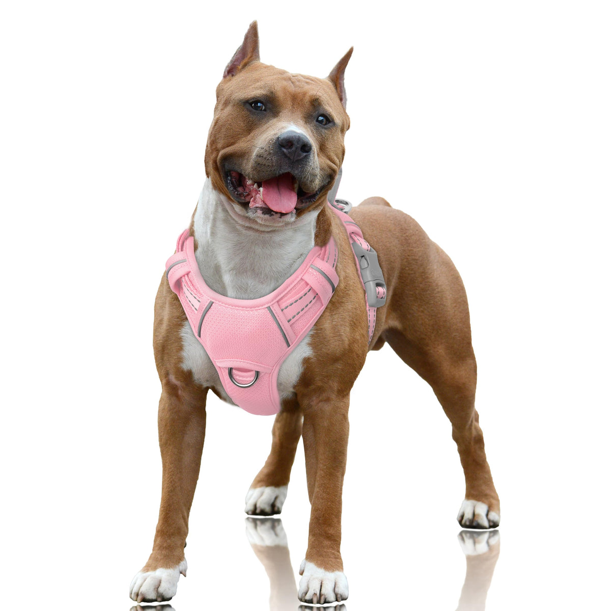 BARKBAY harnais grand chien vue avant montrant maintien et confort