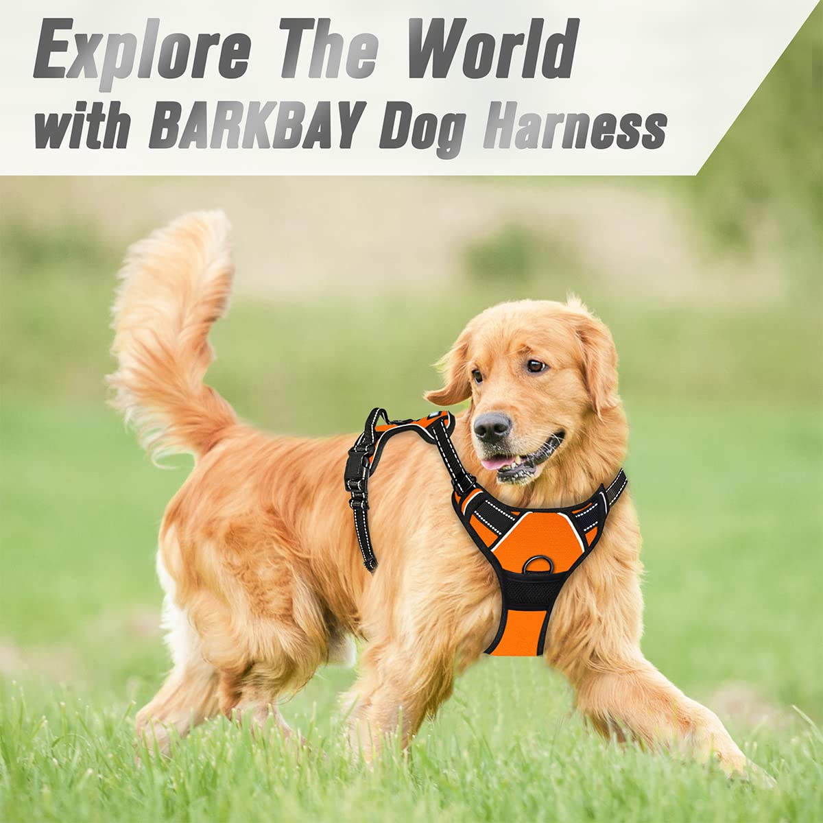 BARKBAY harnais porté en promenade montrant maintien et confort