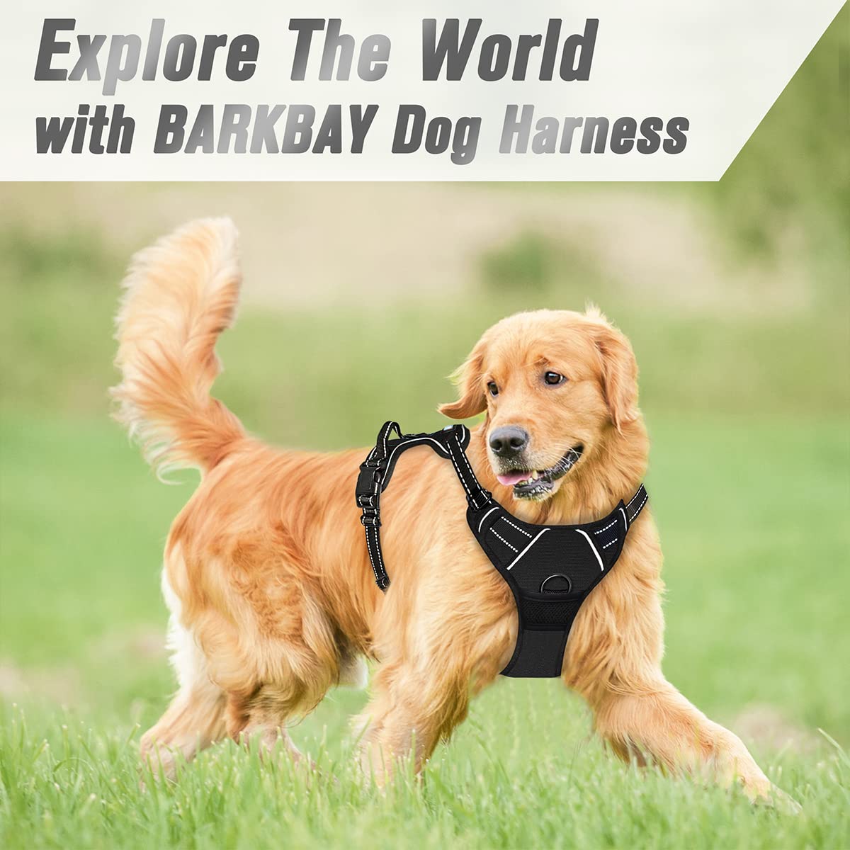 BARKBAY comparaison taille montrant ajustement pour chien moyen