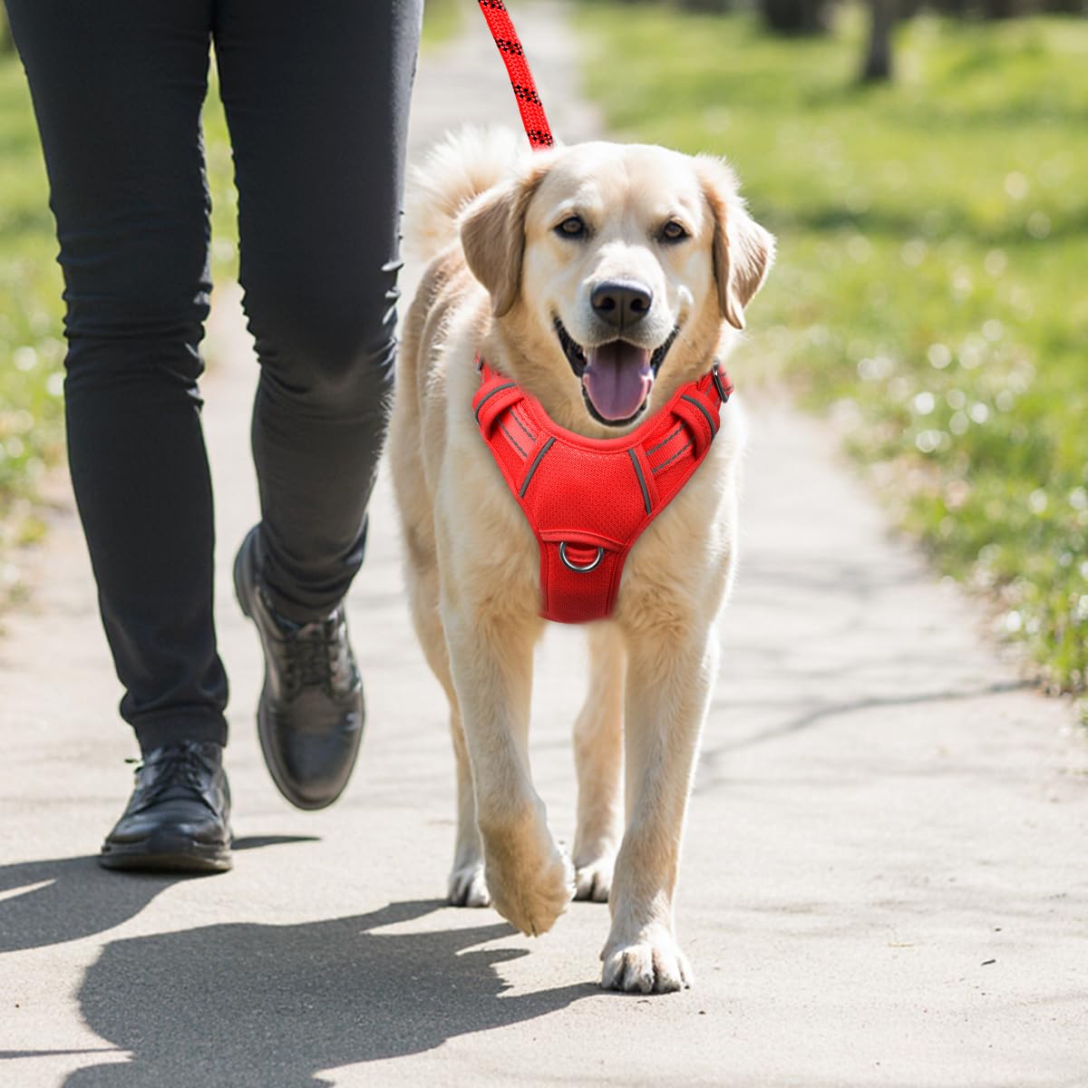 BARKBAY harnais à côté d'un mètre pour comparaison taille