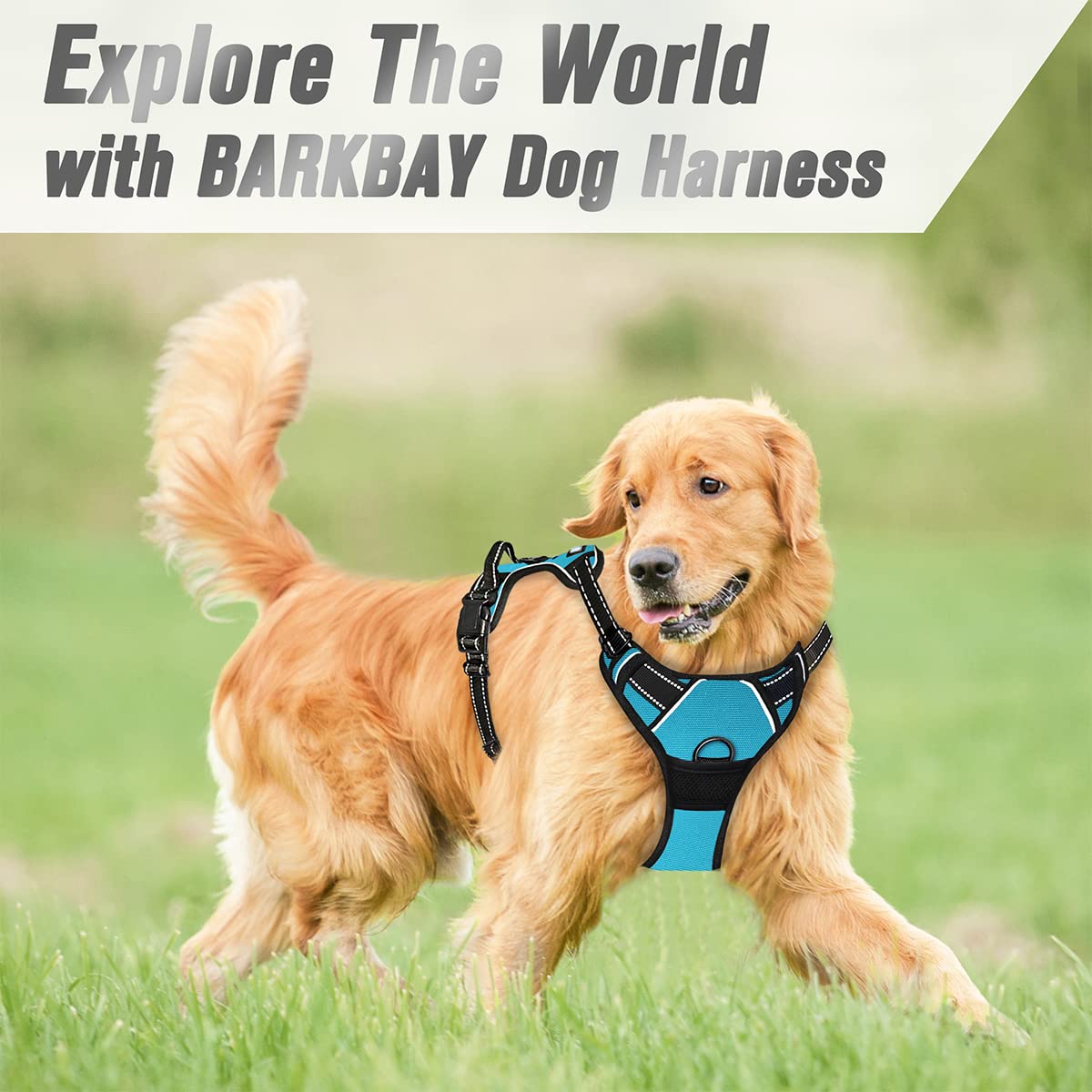 BARKBAY harnais attaches métalliques renforcées pour durabilité