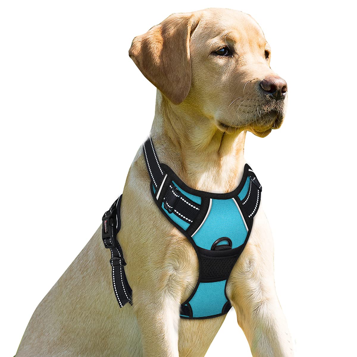 BARKBAY harnais face avant montrant confort et ajustement
