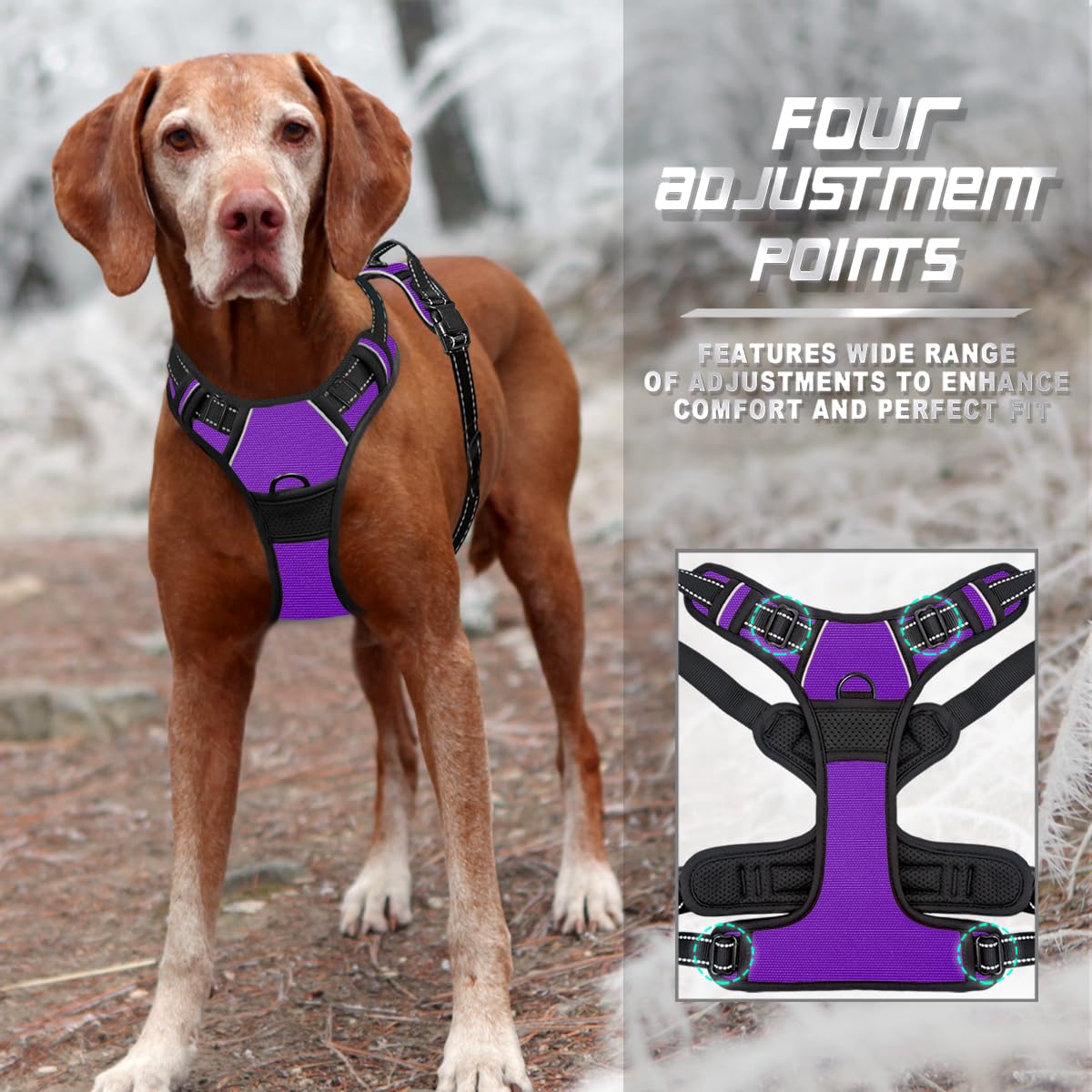 BARKBAY harnais porté par grand chien en promenade pour stabilité et aisance