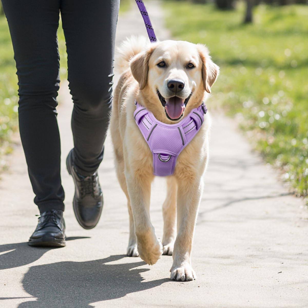 BARKBAY comparaison taille illustrant ajustement pour grand chien