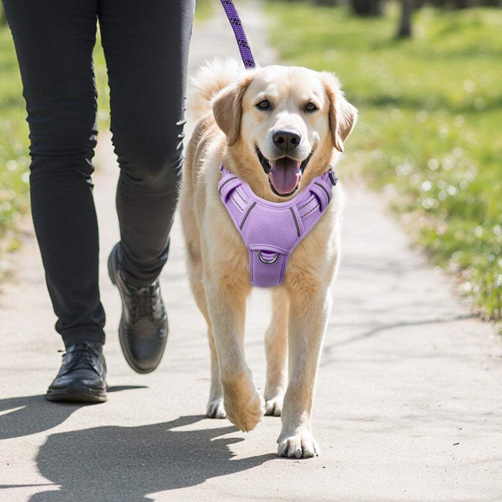 BARKBAY comparaison taille illustrant ajustement pour grand chien