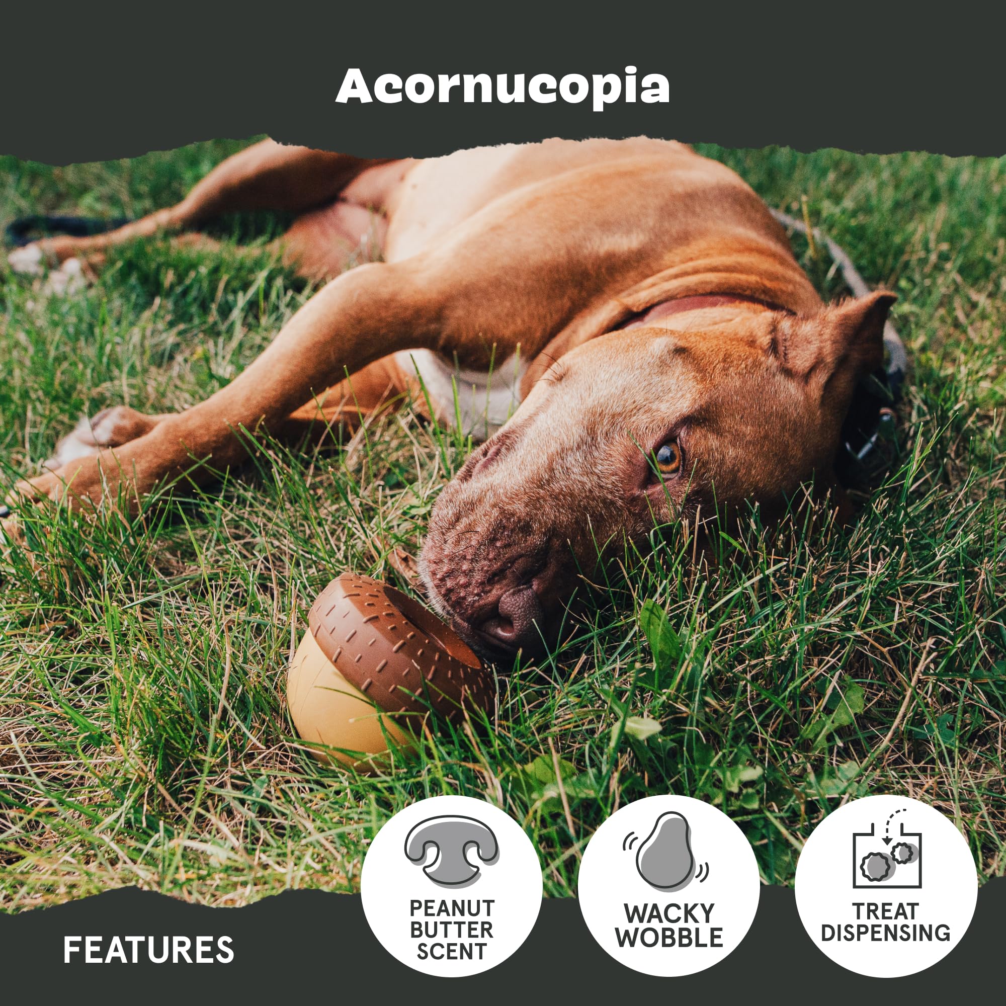 BarkBox chien jouant avec Acornucopia pour stimulation et exercice