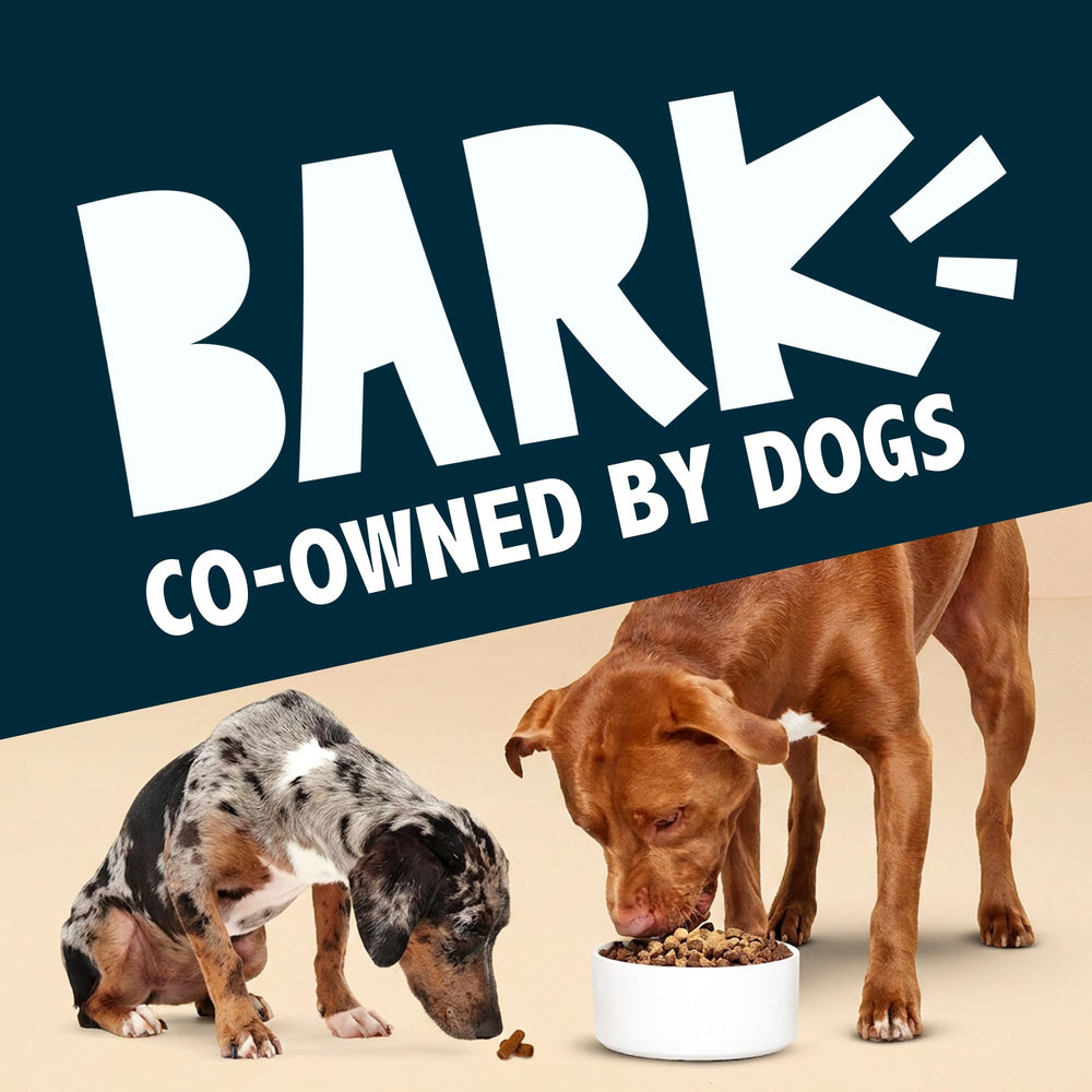 BarkBox mise en scène lifestyle illustrant un chien heureux à l'heure du repas