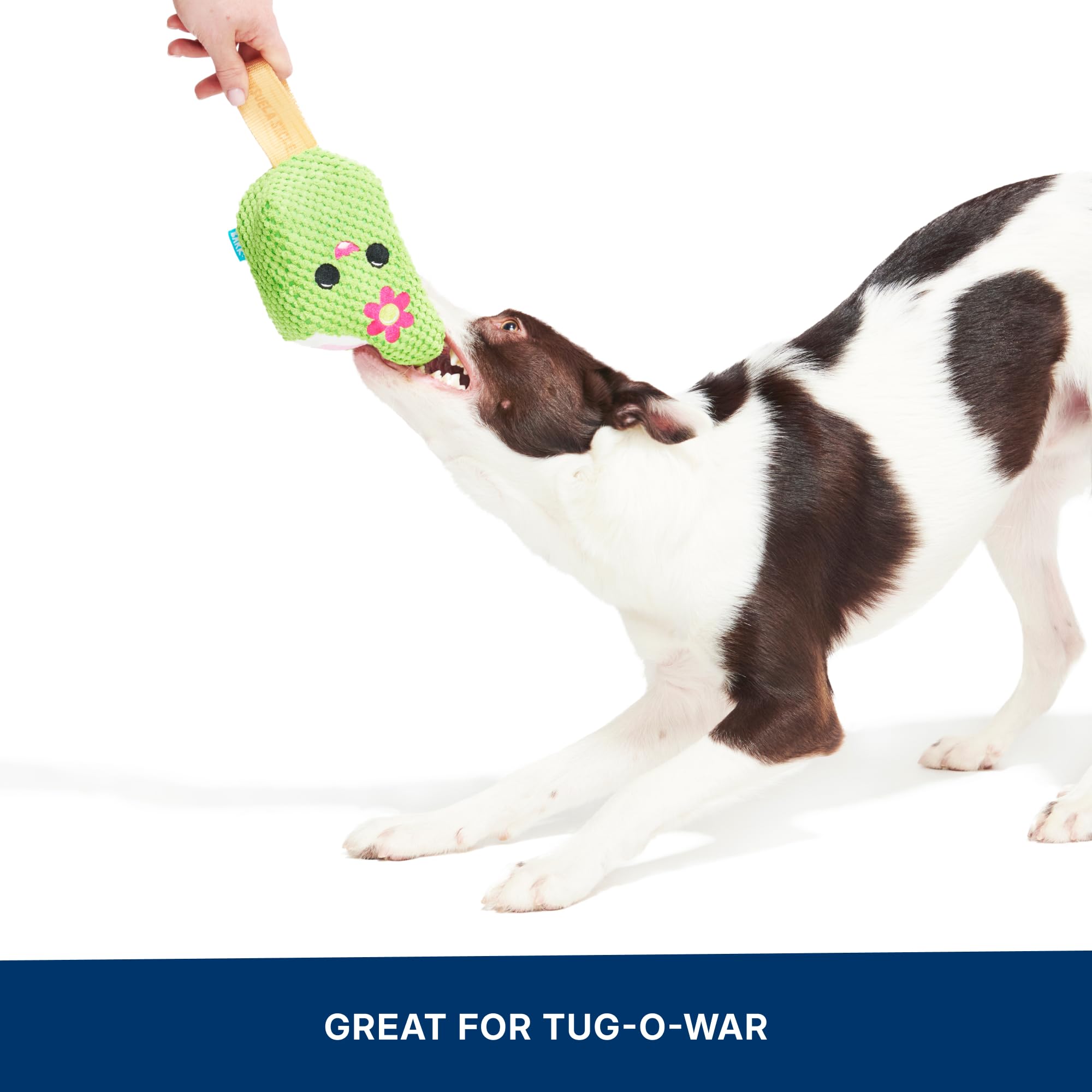 BarkBox Consuela the Cactus Pop en plein air sur gazon prêt pour zoomies et jeux d’été