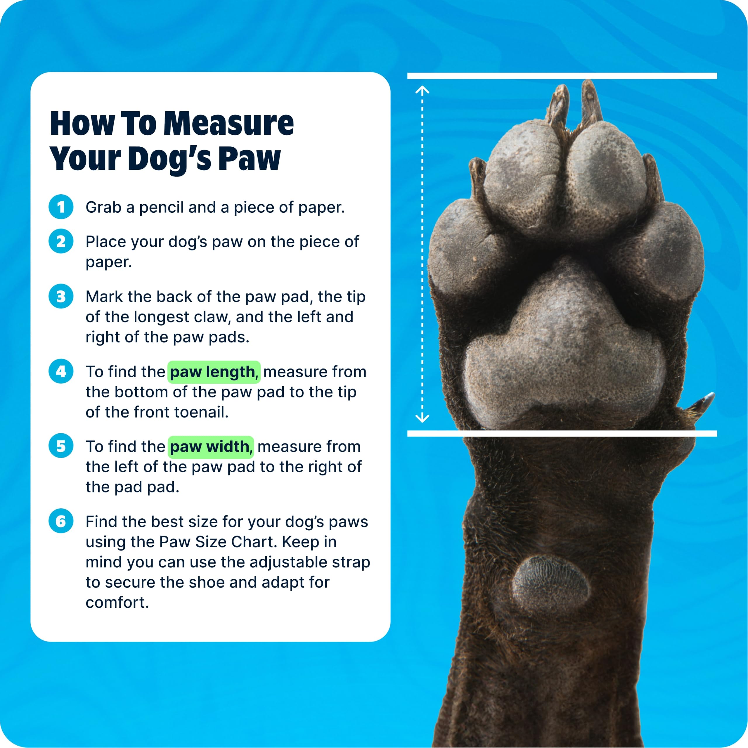 BarkBox botte ouverte montrant la sangle ajustable pour maintien sûr