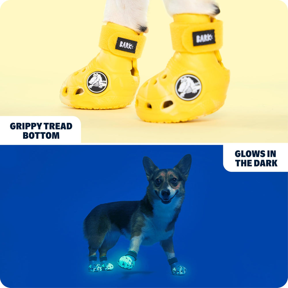 BarkBox chaussures sur chien en promenade améliorant protection des pattes