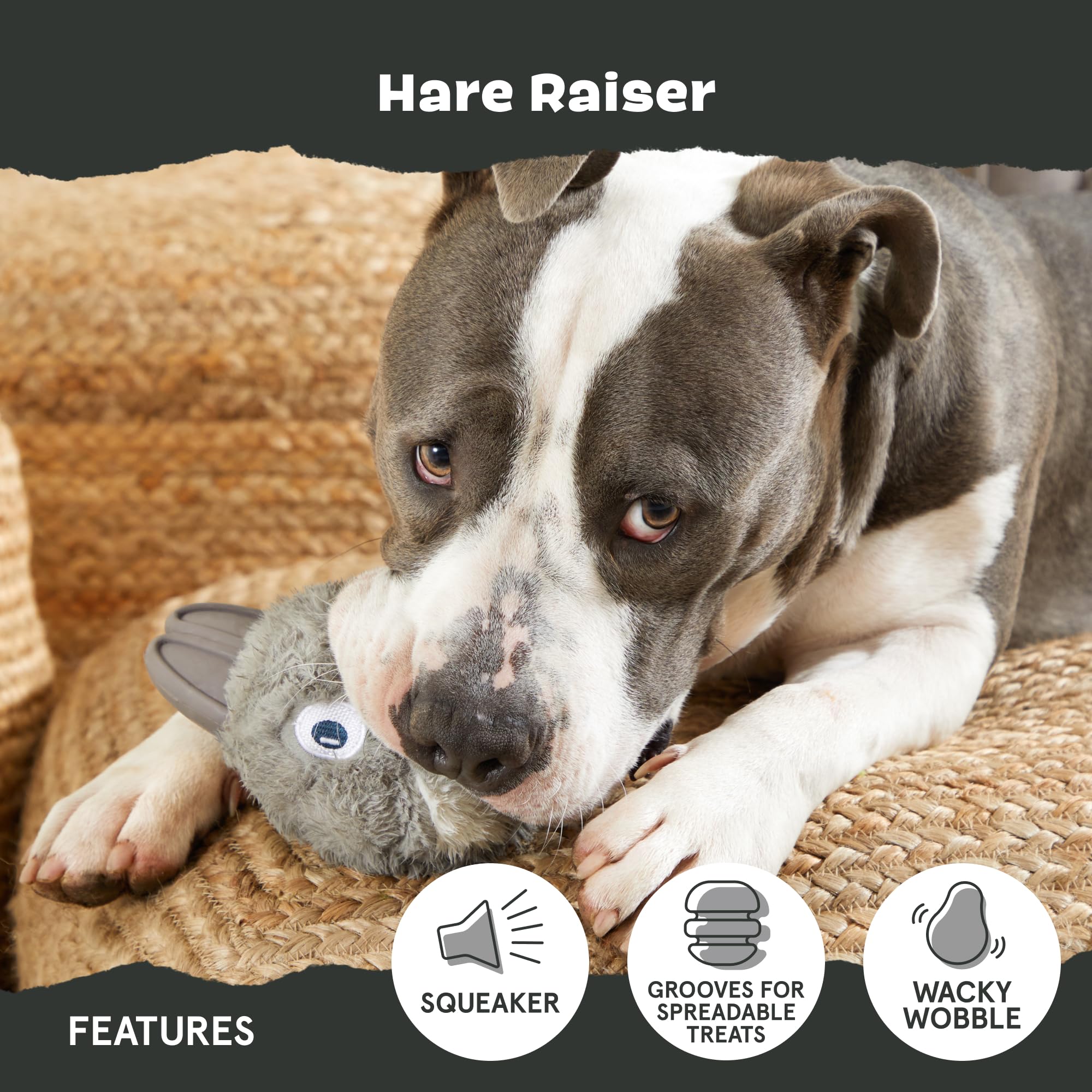 BarkBox chien jouant avec le Hare Raiser pour stimulation et amusement