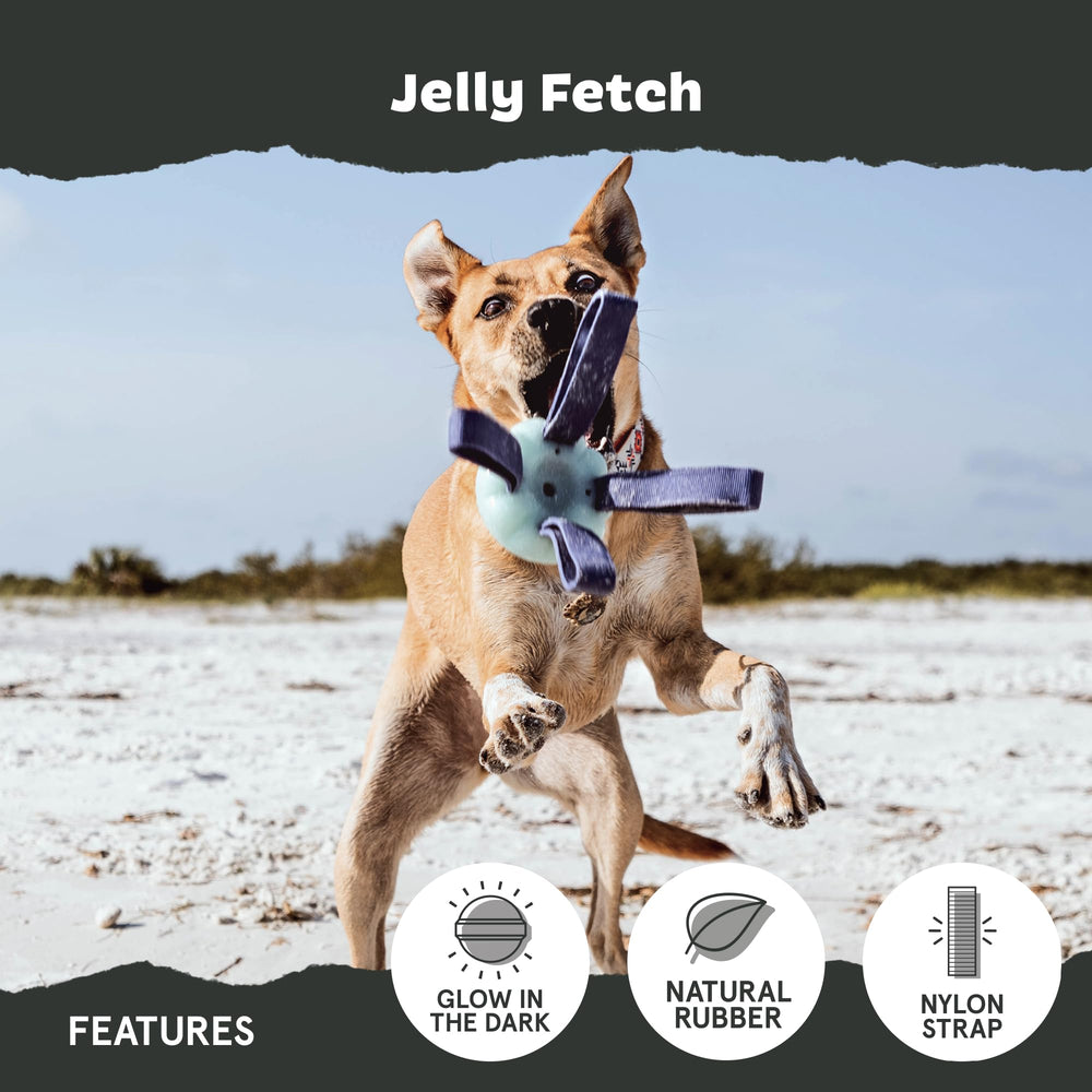 BarkBox chien en action lançant Jelly Fetch pour activité et cardio
