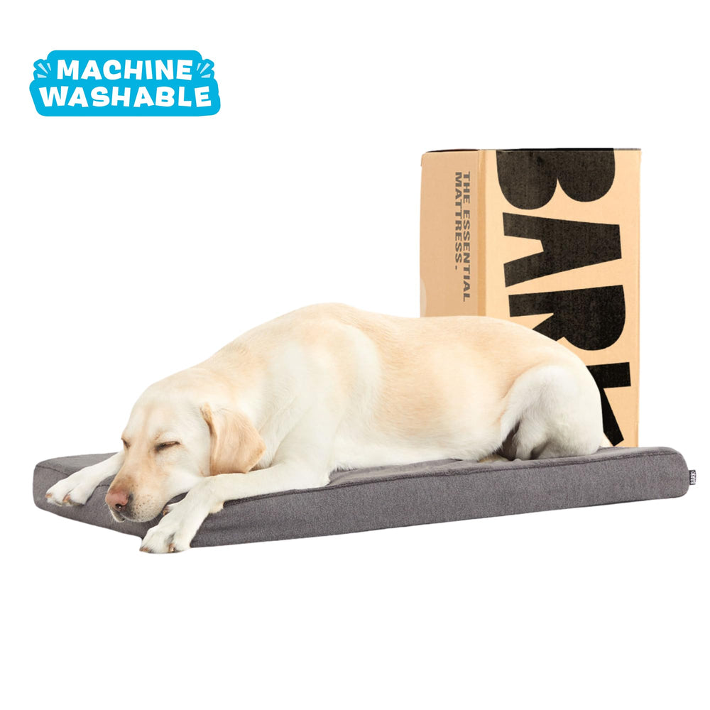 BarkBox grand chien allongé sur le lit profitant d'un sommeil réparateur