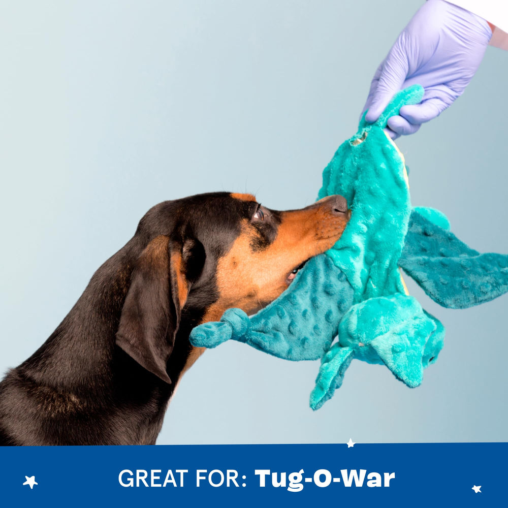 BarkBox trio en action chien jouant stimulant poursuite et traction