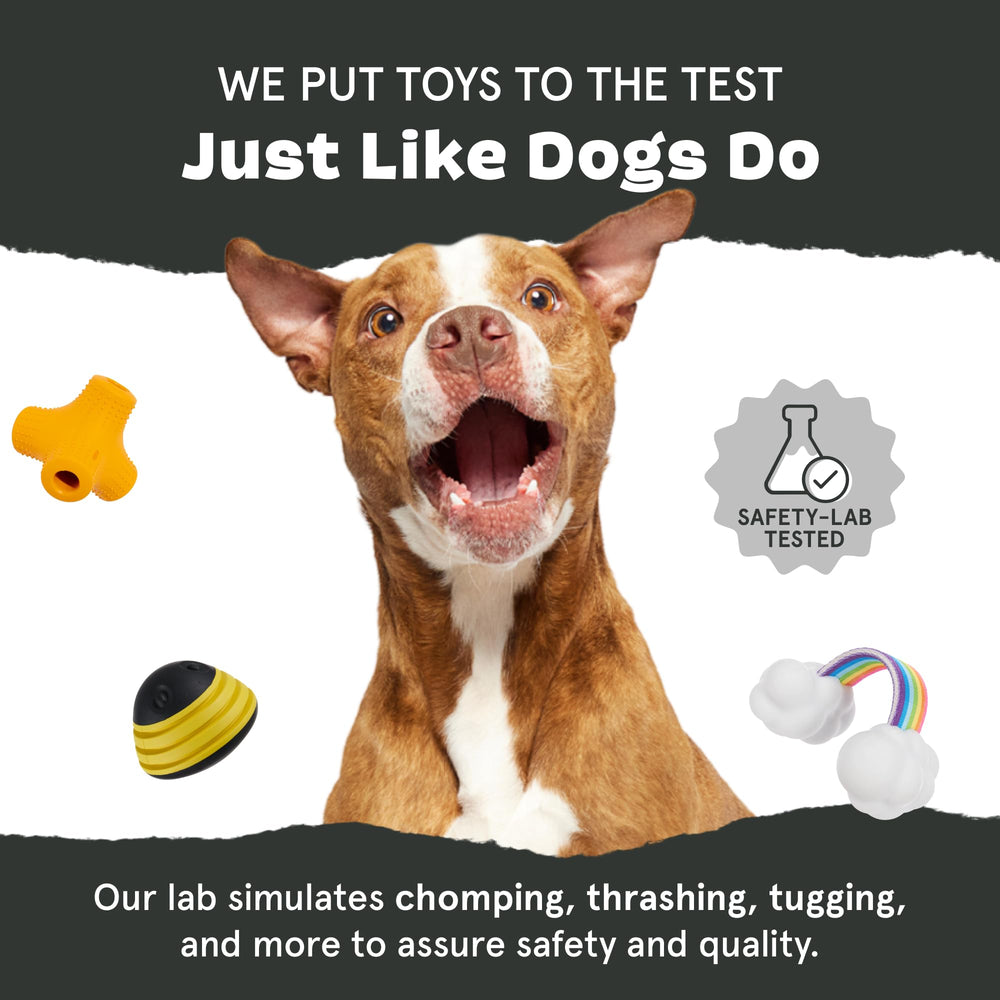BarkBox jouet dans un salon encourage jeu indépendant