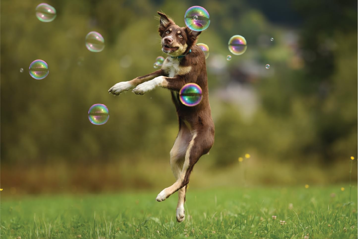 Barkin’ Good Bubbles mise en scène jardin, jeu extérieur sûr et divertissant