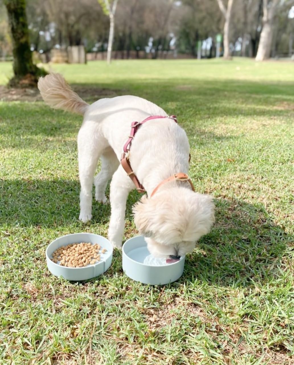 Barkin' Trails gamelles montrées à côté d'un sac à dos, idéal pour randonnées