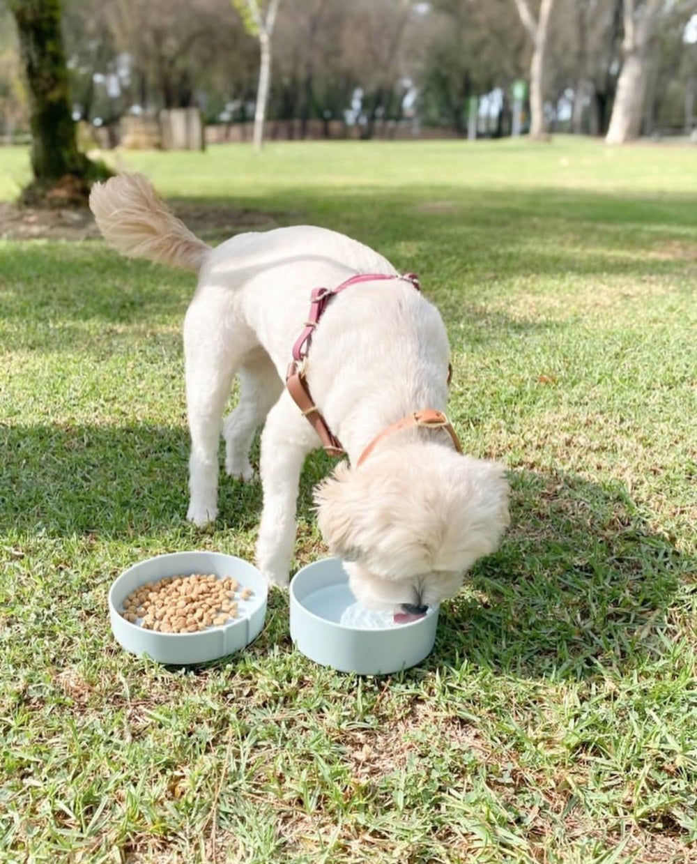 Barkin' Trails gamelles montrées à côté d'un sac à dos, idéal pour randonnées