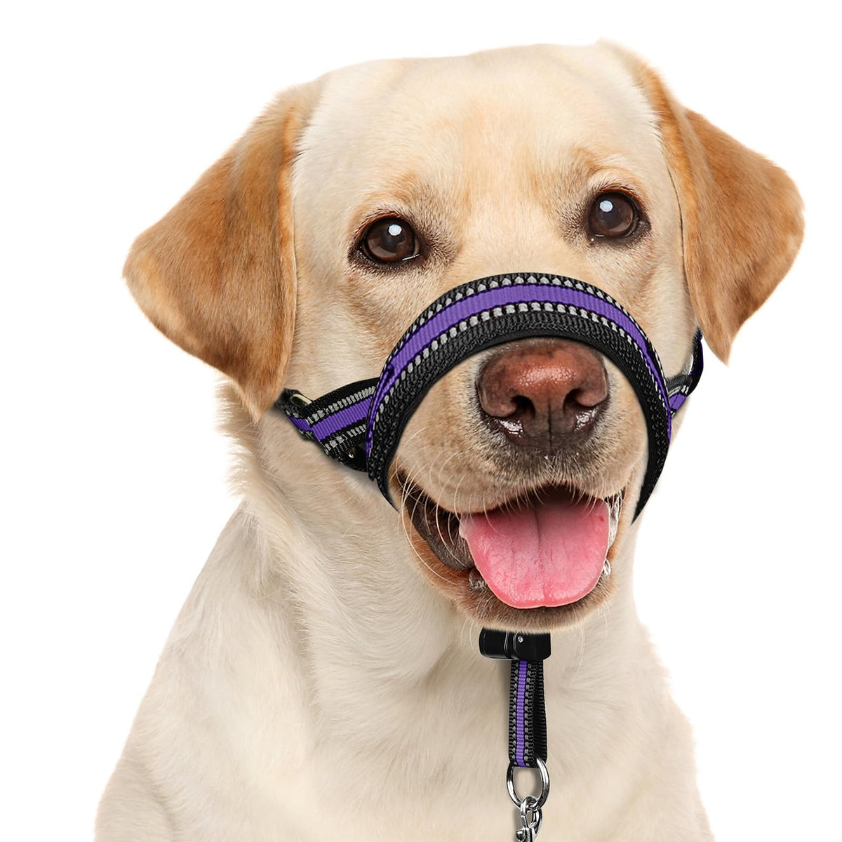 BARKLESS vue avant du harnais de tête montrant l’ajustement pratique et le design sûr