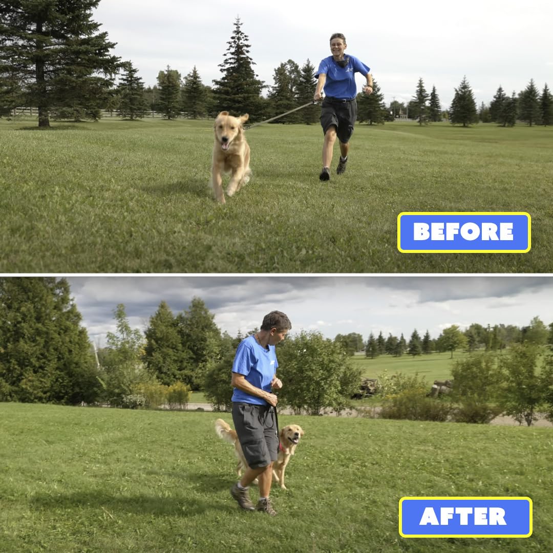 Barks No More dirigé vers un chien calme illustrant correction sans douleur