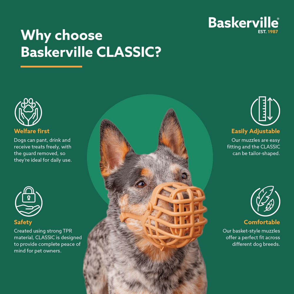 Baskerville muselière en promenade urbaine sécurité et confort visibles