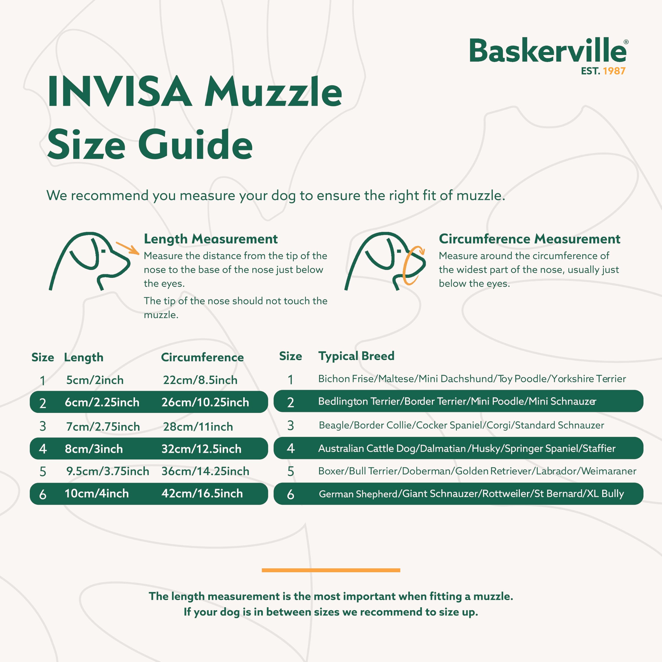 Baskerville INVISA chien en promenade sécurité et liberté de mouvement