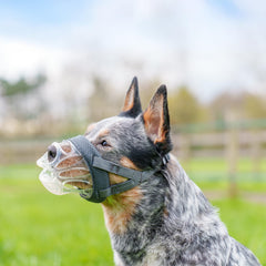 Baskerville INVISA gros plan transparence pour lire expressions canines