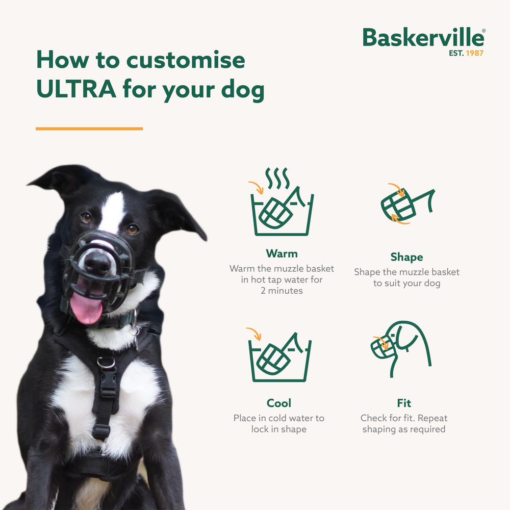 Baskerville chien en promenade avec muselière pour sécurité contrôlée