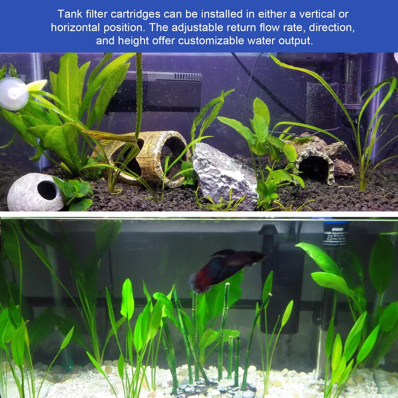 Batator scène d'aquarium illustrant eau claire et meilleure visibilité