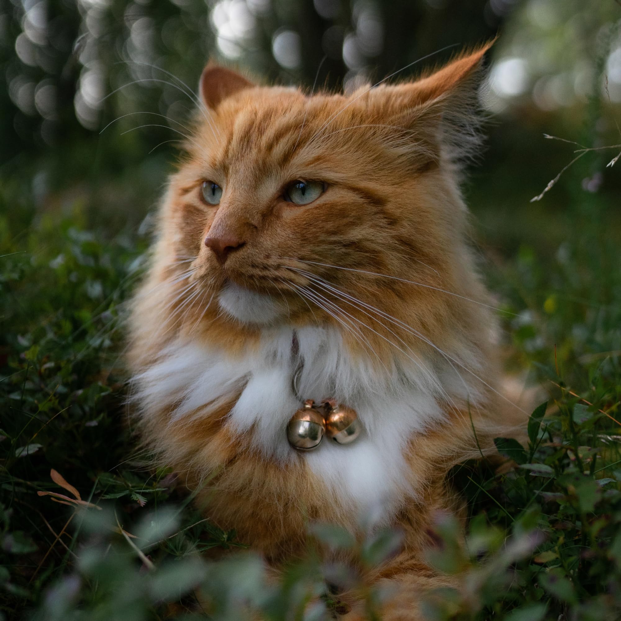 Beau's Bells sur chat dans jardin réduisant rencontres avec la faune