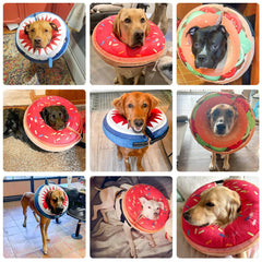 BEAUTYZOO chien portant le collier donut sans gêne pour manger