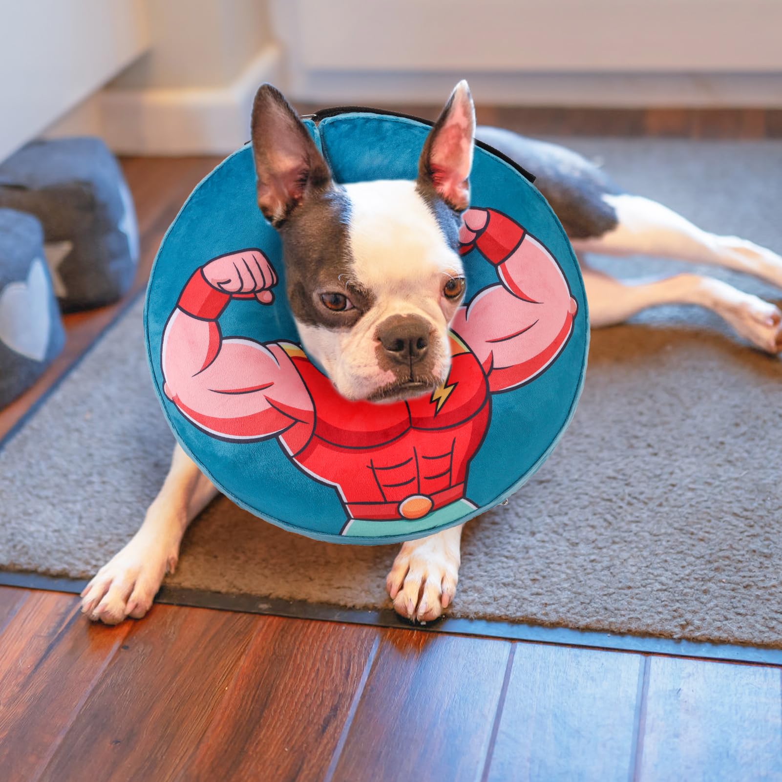 BEAUTYZOO collier donut à côté d’une colerette rigide montrant liberté