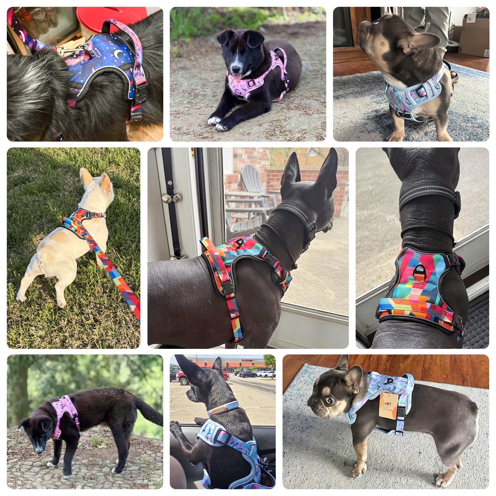 BEAUTYZOO harnais taille medium sur petit chien pour repère