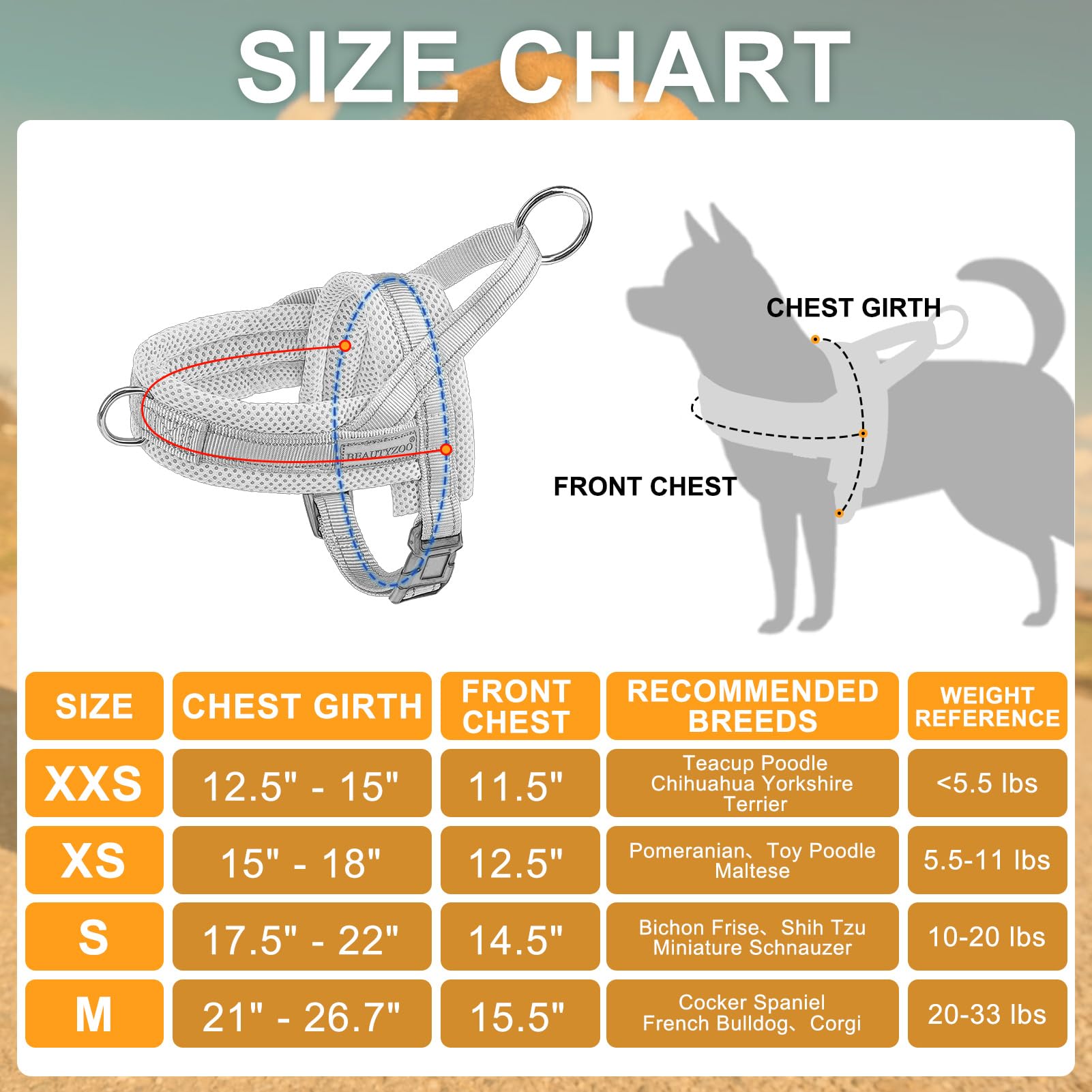 BEAUTYZOO comparaison de tailles illustrant comment mesurer le tour de poitrine correctement